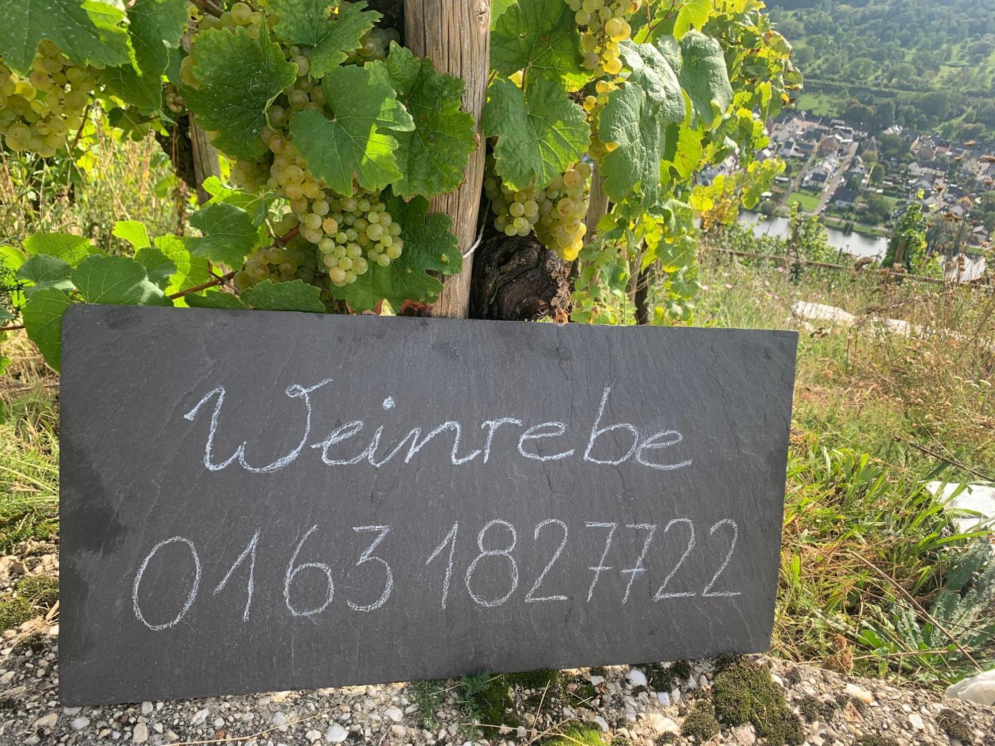 베른카슈텔쿠에스 Weinrebe 아파트 외부 사진